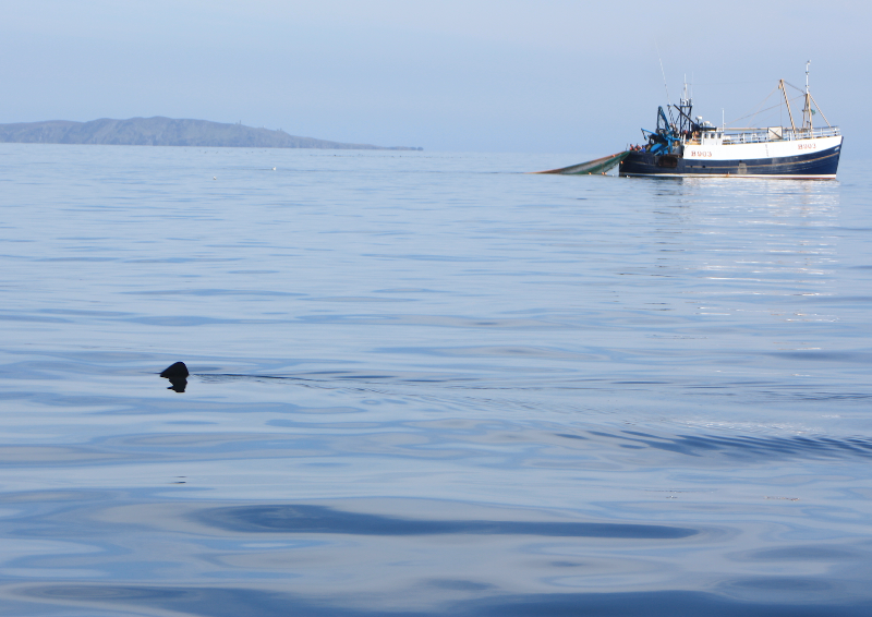 Irish Sea Shark